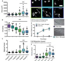 fibrin-microgel