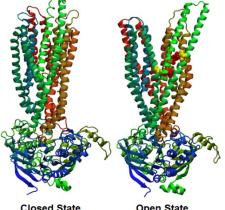 CFTR Protein