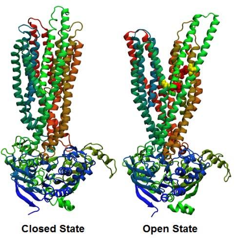 CFTR Protein
